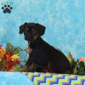 Tootsie, Boston Terrier Mix Puppy